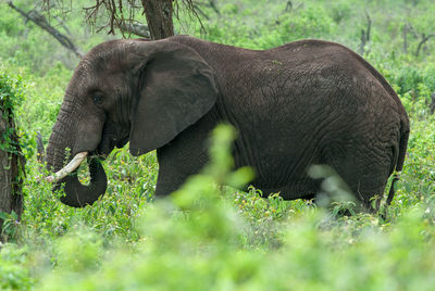View of elephant in a forest