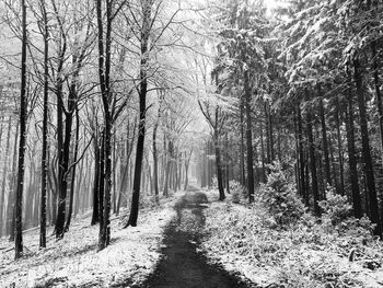 Bare trees in forest