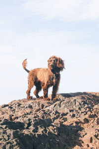 Dog sitting on rock against sky