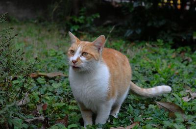 Portrait of a cat on field