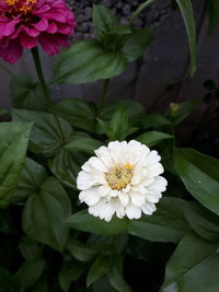 Close-up of white flowering plant