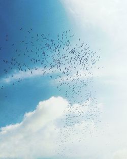 Flock of birds flying against blue sky