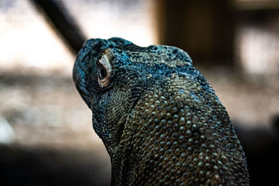 Close-up shot of a komodo dragon taken in zsl london zoo