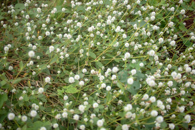 Close-up of white flowering plants on field