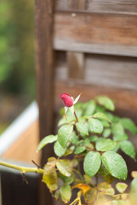 Close-up of flower growing on plant