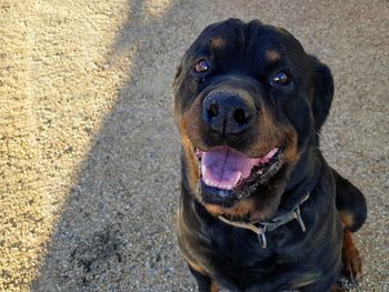 Portrait of black dog