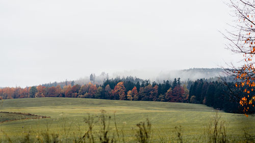 Trees on field against clear sky