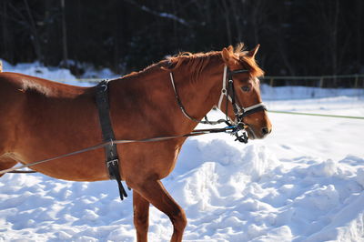 Horse on snow covered field