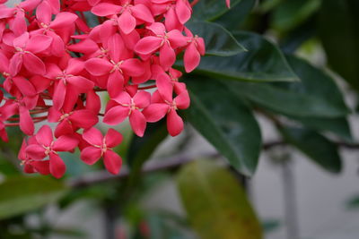 Close-up of pink flowering plant