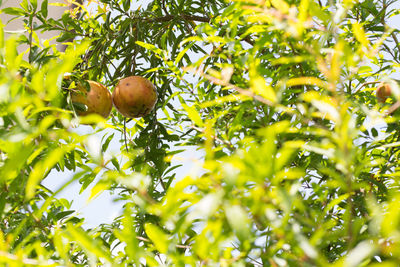 Low angle view of fruits growing on tree