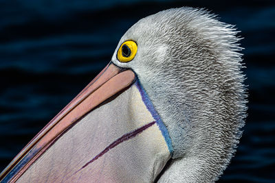 Close-up of pelican