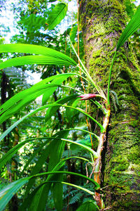 Close-up of fresh green plant