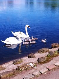 Swans swimming on lake