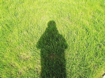 Shadow of grass