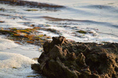Close-up of lizard on rock at beach