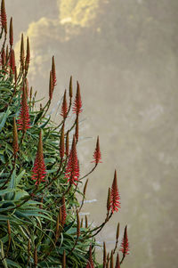 Close-up of red plant against sky