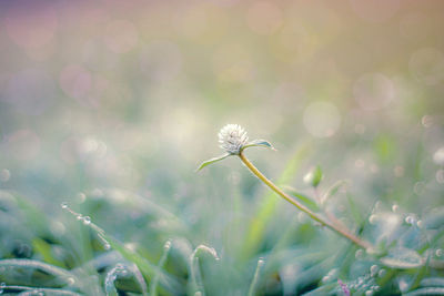 Close-up of flowering plant on field