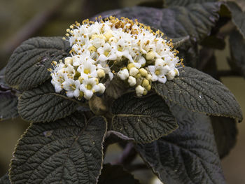 Close-up of white flowering plant