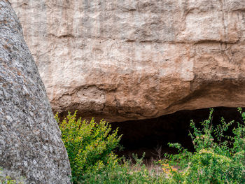 Low angle view of tree trunk