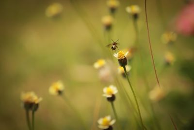 Bee flying over flowers