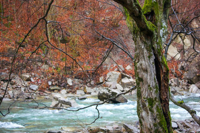 Trees in forest during winter
