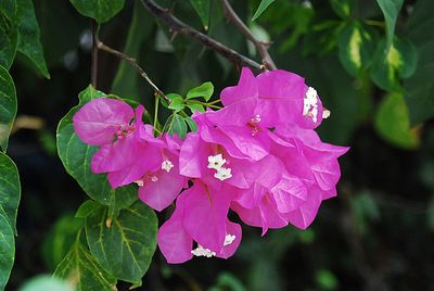 Close-up of pink bougainvillea blooming outdoors