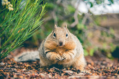 Close-up of a squirrel