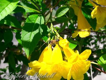 Close-up of butterfly pollinating on yellow plant