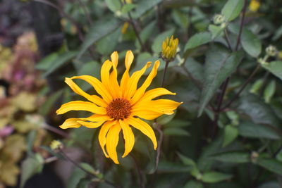Close-up of yellow flowering plant