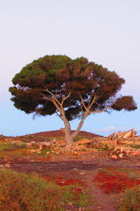 Scenic view of landscape against clear sky