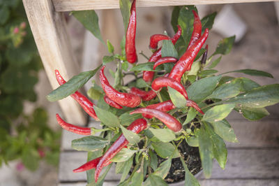 Close-up of red berries on plant