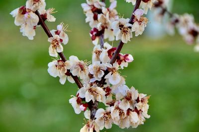 Close-up of apricot blossoms on tree