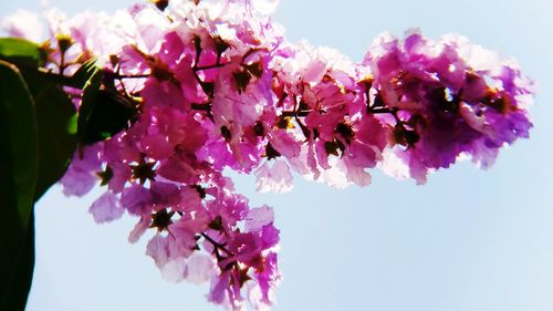 Low angle view of pink flowers on tree