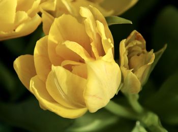 Close-up of yellow rose flower