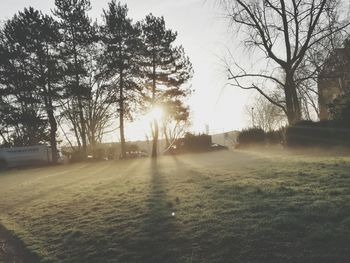 Trees on field against sky during winter