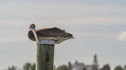 Brown pelican roosting on top of a wooden dock pile against cloudy sky in full body 