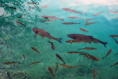 Fish swimming in lake