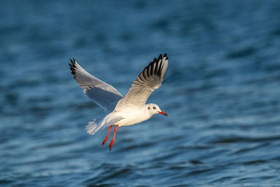 Close-up of bird flying over sea