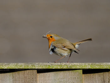 Close-up of bird perching on wood