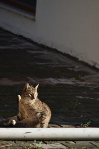 Cat sitting on stone wall