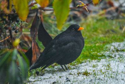 Close-up of bird perching on leaves