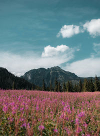 Scenic view of lavender field against sky