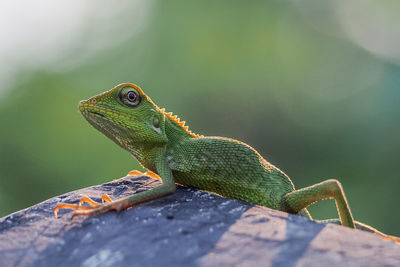 Close-up of lizard