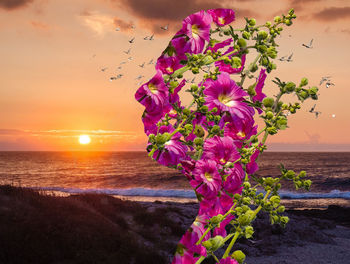 Pink flowering plant by sea against sky during sunset