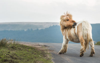 Dog looking away on sea shore