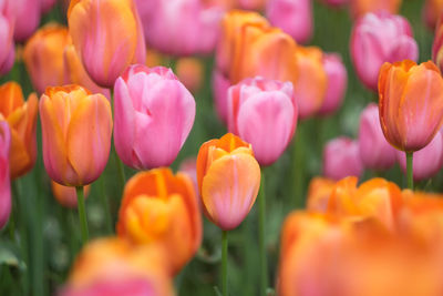 Close-up of tulips