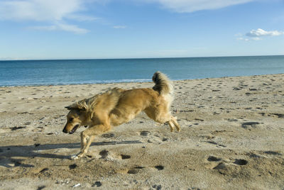 View of dog running on beach