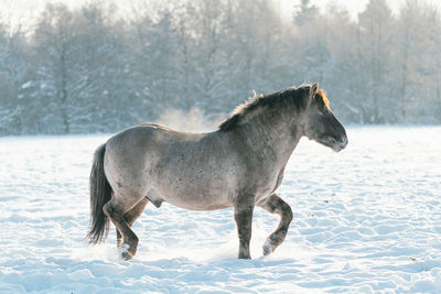 Horse on snowy field during winter