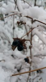 Close-up of snow on tree during winter