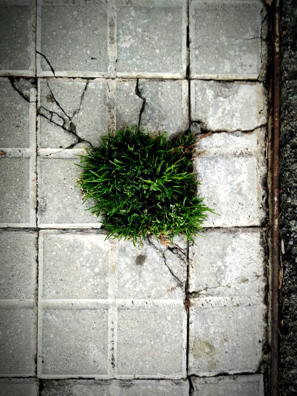 DIRECTLY ABOVE SHOT OF PLANT GROWING ON STONE WALL